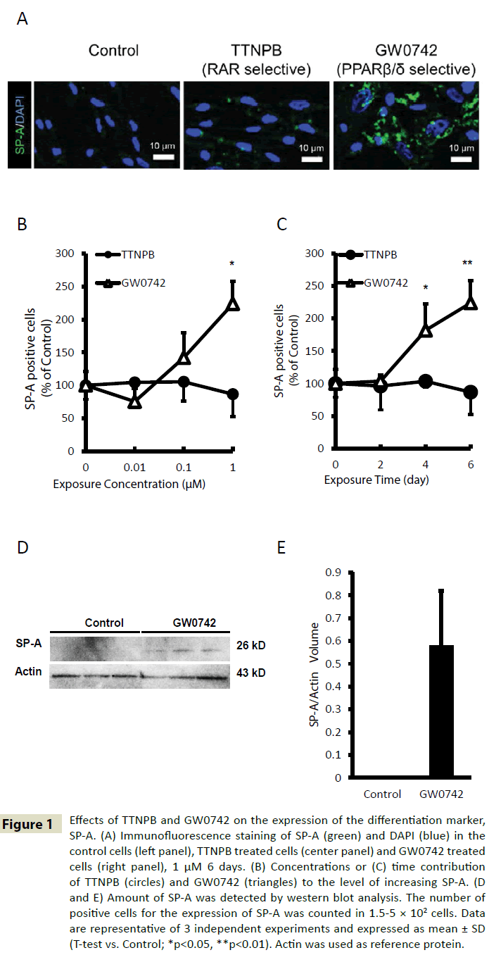 insightsinchestdiseases-Effects-TTNPB-GW0742